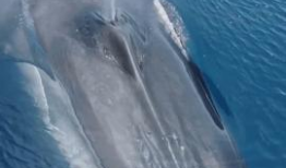 蓝鲸视频,揭秘海洋生物的神秘世界